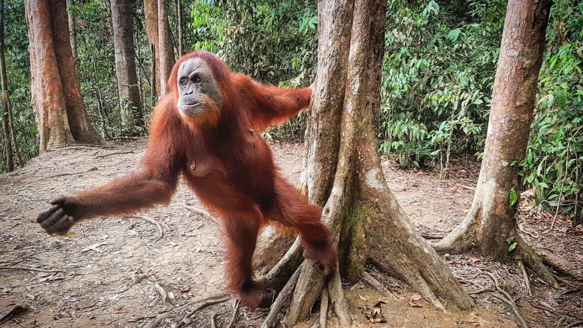 5 Do’s and Don’ts When Jungle Trekking in Bukit Lawang