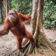 5 Do’s and Don’ts When Jungle Trekking in Bukit Lawang